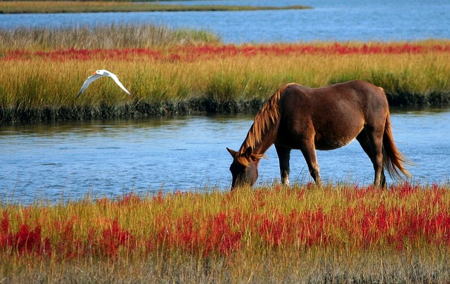 horse-60153_640